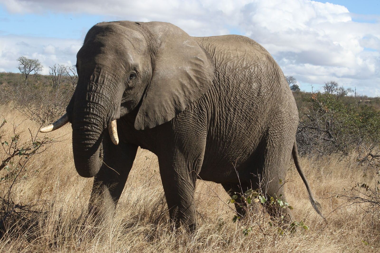 Safari vehicle with elephants near Pretoria